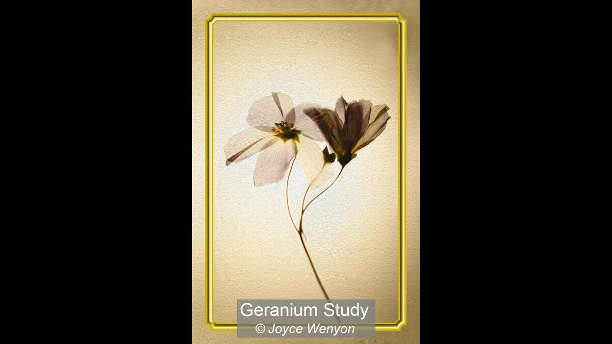 13_Geranium Study_Joyce Wenyon